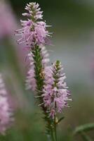 Speedwell, Veronica spicata photo