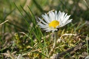 Common daisy, Bellis perennis photo