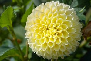 Close up image of Dahlia photo