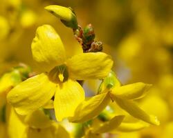 Forsythia, Forsythia intermedia photo