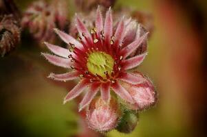 Close up image of Houseleek, Sempervivum photo