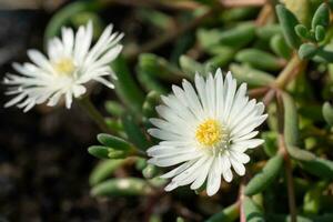 mediodía flor, delosperma congestum foto