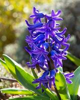 Common Hyacinth, Hyacinthus orientalis photo