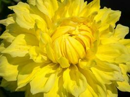 Close up image of Dahlia photo