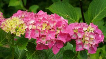 Penny mac, Hydrangea macrophylla photo