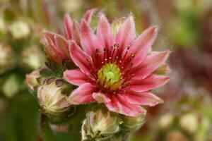 Close up image of Houseleek, Sempervivum photo