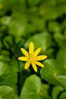 Buttercup, Ficaria verna photo