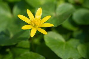 Buttercup, Ficaria verna photo