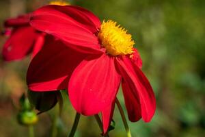 Close up image of Dahlia photo