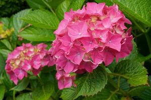 penny mac, hortensia macrophylla foto