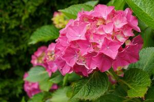 penny mac, hortensia macrophylla foto