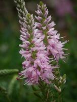 Speedwell, Veronica spicata photo