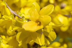 Forsythia, Forsythia intermedia photo