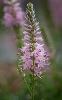 Speedwell, Veronica spicata photo