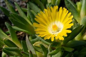 mediodía flor, delosperma congestum foto