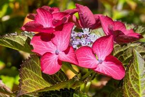 penny mac, hortensia macrophylla foto