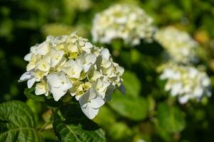 Penny mac, Hydrangea macrophylla photo