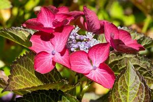 penny mac, hortensia macrophylla foto