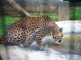 A Leopard was drinking water from the pool, sticking out the Animal's tongue in the zoo. photo