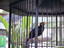 un común colina myna gracula religiosa es encaramado en el jaula, borroso antecedentes. un negro pájaro foto