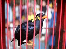 un común colina myna gracula religiosa es encaramado en el jaula, borroso antecedentes. un negro pájaro foto