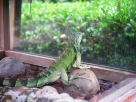 verde iguana progresivo en rocas y madera papas fritas en un vaso jaula, iguana cabeza cerca arriba foto