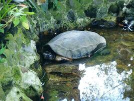 tortugas en el estanque foto