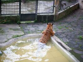 Adult tiger soaking in a pond in a cage photo