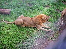 A male lion sitting stoutly in the grass inside the cage, a photo from outside the cage