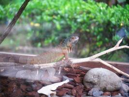 A brown green iguana that stays on wood chips and twigs then looking ahead photo