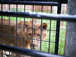 A huge lioness in the cage looked at the camera with a sharp look, a photo from outside the cage