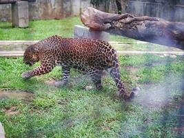 un leopardo caminando dentro un jaula en un zoo. animales en un zoo. foto