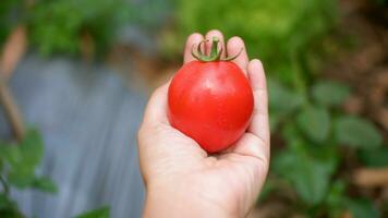 granjero participación Fresco Tomates a puesta de sol. alimento, verduras, agricultura foto