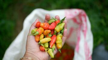 un manojo de Fresco rojo chiles o Pimiento frutescens o Cabai merah rawit en mano, cosechado desde campos por indonesio local agricultores. selectivo atención de caliente chile pimienta valores imágenes foto