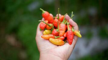 un manojo de Fresco rojo chiles o Pimiento frutescens o Cabai merah rawit en mano, cosechado desde campos por indonesio local agricultores. selectivo atención de caliente chile pimienta valores imágenes foto