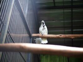 The cockatoo cacatuidae that are clutching or perched on the iron fence wall of the cage photo