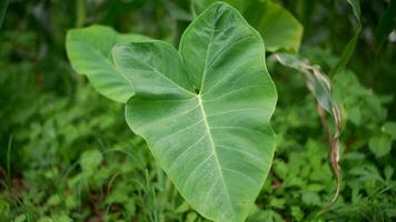 Leaf texture background.Natural background and wallpaper.Elephant ear leaves for background,Tropical green taro leaf.Big taro leaf photo