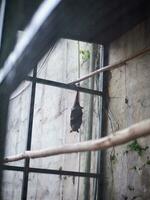 el grande murciélago colgado en el hierro jaula durante el día foto