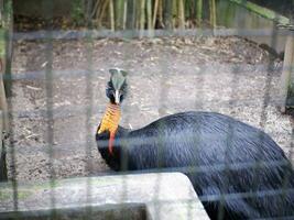 Cassowary is Cassowwary Bird a type of large bird that cannot fly,  Cassowary bird in cage looking at camera photo