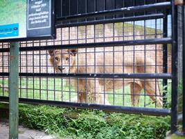 A huge lioness in the cage looked at the camera with a sharp look, a photo from outside the cage