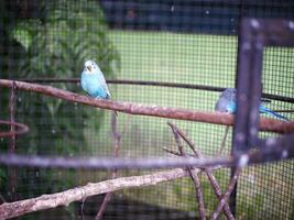 Blue and green Love bird that is sitting on a tree branch inside the aviary at the zoo photo