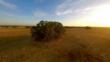 volador terminado un campo en Australia, en un soleado día. video