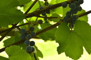 el frutas de joven uvas en el enredadera. púrpura frutas de hecho en casa uvas. foto