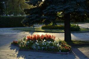 A tree bathed in the sun in the autumn garden in the evening. Beautiful sunset in the park in the city. photo