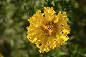 Tagetes erecta. Yellow marigold flowers in the summer garden. Large yellow flowers. photo