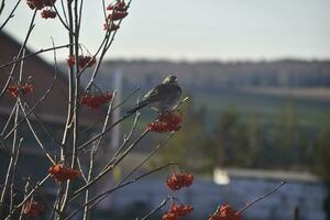 A migratory bird feeds on a rowan tree. The grey little bird is eating berries. photo