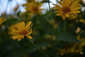 The Asteraceae family. Large yellow flowers. Sunflower. photo