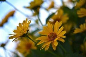 el asteraceae familia. grande amarillo flores girasol. foto