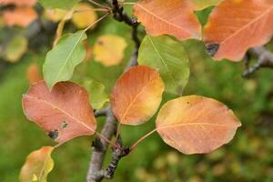 Colorful autumn leaves of an apple tree in the garden. Beautiful red and yellow leaves. The colors of autumn. photo