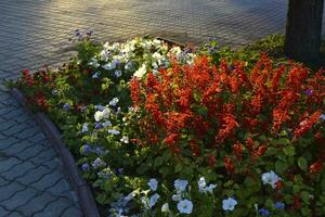 rojo salvia y petunia flores en un flor cama en el noche en el ciudad. un hermosa flor cama en el ciudad. foto